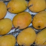 Alphonso Mango Prices Drop in Mumbai As Vashi APMC Receives 70,000 Boxes Daily