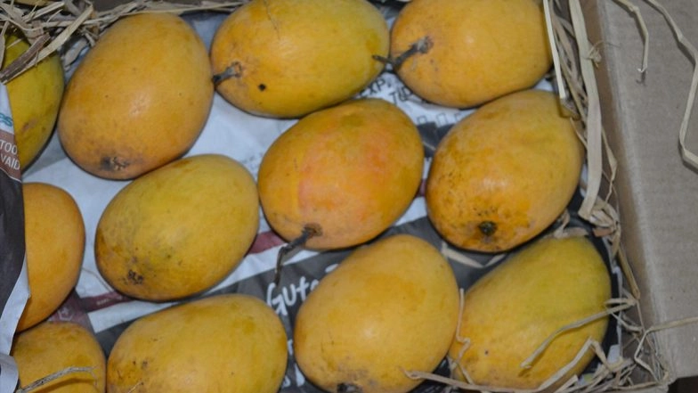 Alphonso Mango Prices Drop in Mumbai As Vashi APMC Receives 70,000 Boxes Daily