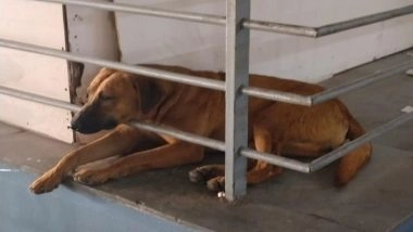 Delhi Airport Issues Advisory After Recent Dog Attacks, Urges Flyers To Avoid Feeding