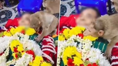 Viral Video From Karnataka: Grieving Monkey Hugs 85-Year-Old Woman During Her Funeral in Rayara Doddi
