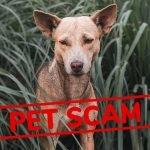 What Is Pet Scam? UK’s Major Bank Santander Warns of Five-Fold Surge in Fake Online Listings Selling Pets and Duping People