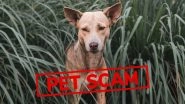 What Is Pet Scam? UK&rsquo;s Major Bank Santander Warns of Five-Fold Surge in Fake Online Listings Selling Pets and Duping People