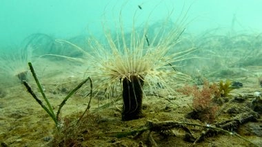 Scientist Use DNA in Efforts to Help Species Adapt to Climate Change