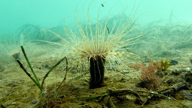 Scientist Use DNA in Efforts to Help Species Adapt to Climate Change