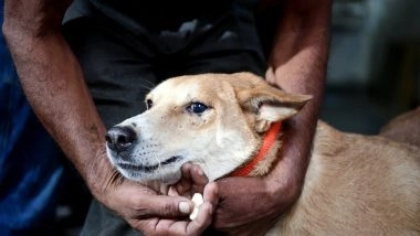 Pakistan: Over 500,000 Bitten by Stray Dogs in Punjab; LHC Demands Strict Birth Control Enforcement