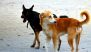 Pratapgarh Dog Bite Death: 7-Year-Old Boy Dies 6 Months After Dog Attack