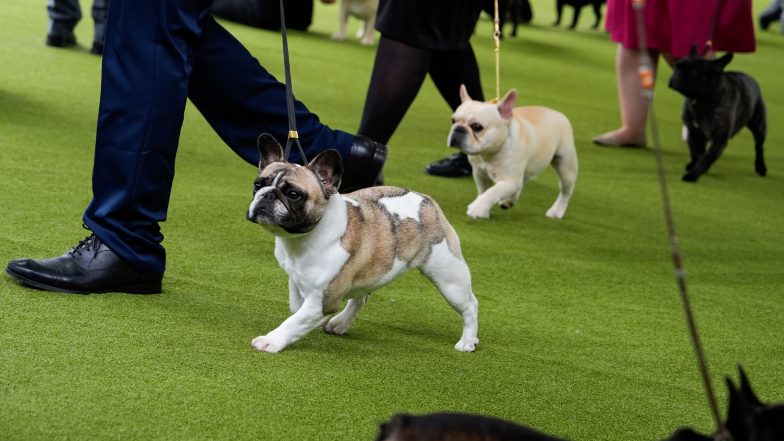 Judge Tosses PETA Lawsuit Against the American Kennel Club