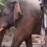 Elephant Enters Jitusol Primary School Booth Vicinity in Jhargram Amid West Bengal Assembly Elections 2026 (Watch Video)
