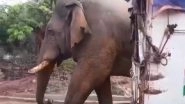 Elephant Enters Jitusol Primary School Booth Vicinity in Jhargram Amid West Bengal Assembly Elections 2026 (Watch Video)