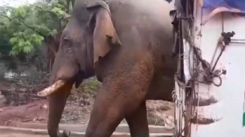 Elephant Enters Jitusol Primary School Booth Vicinity in Jhargram Amid West Bengal Assembly Elections 2026 (Watch Video)