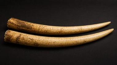 Wildlife Trafficking Racket Busted: INR 3.5 Crore Elephant Tusks Seized in Mumbai’s Chembur, Four Accused Arrested