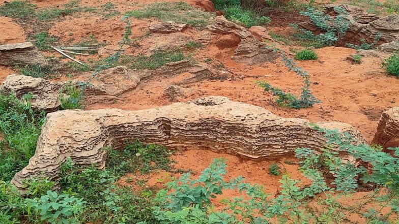 Ancient Marine Fossils Found in Tamil Nadu’s Panaiyur, Say Scientists