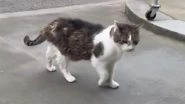Larry the Cat Catches Mouse Outside 10 Downing Street Amid Political Briefings (Watch Video)