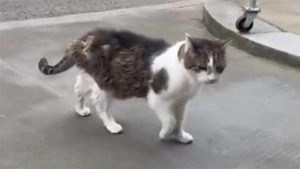 social-viral-Larry the Cat Catches Mouse Outside 10 Downing Street Amid Political Briefings (Watch Video)