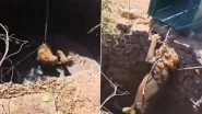 Lion Rescue Video: Big Cat Pulled Out of Well in Gujarat&rsquo;s Una After Hour-Long Operation, Deputy CM Harsh Sanghavi Shares Clip