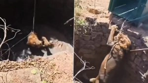 social-viral-Lion Rescue Video: Big Cat Pulled Out of Well in Gujarat’s Una After Hour-Long Operation, Deputy CM Harsh Sanghavi Shares Clip
