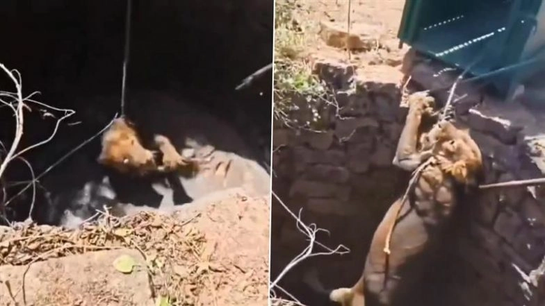 Gujarat Lion Rescue: Animal Pulled Out of Well in Una After Hour-Long Operation