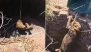 Lion Rescue Video: Big Cat Pulled Out of Well in Gujarat&rsquo;s Una After Hour-Long Operation, Deputy CM Harsh Sanghavi Shares Clip