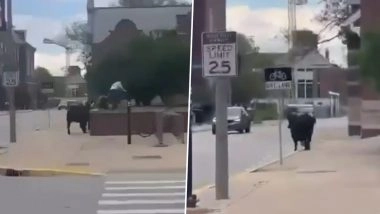 Cow Runs Loose at University of Illinois Campus, Safely Captured Near Foellinger Auditorium (Watch Videos)