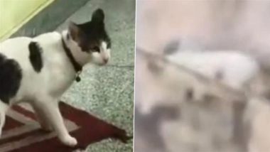 Bengaluru &lsquo;Cat Custody&rsquo; Drama: Police Step In As Neighbours Clash Over Kittens After Pet Cats Mate