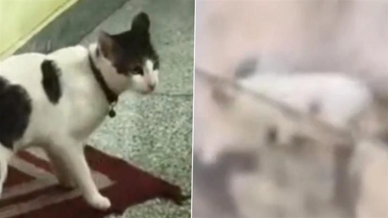 Bengaluru &lsquo;Cat Custody&rsquo; Drama: Police Step In As Neighbours Clash Over Kittens After Pet Cats Mate