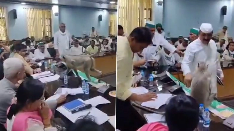 Who Is IAS Asmita Lal? Langur Sits on Baghpat DM&rsquo;s Chair During Meeting, Video Goes Viral
