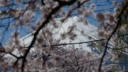 Cherry Blossom Season Brings 'tourism Pollution' to Town Near Mount Fuji