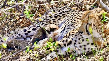Project Cheetah: Indian-Born Cheetah Gamini Delivers 4 Cubs in Wild at Kuno National Park in Madhya Pradesh