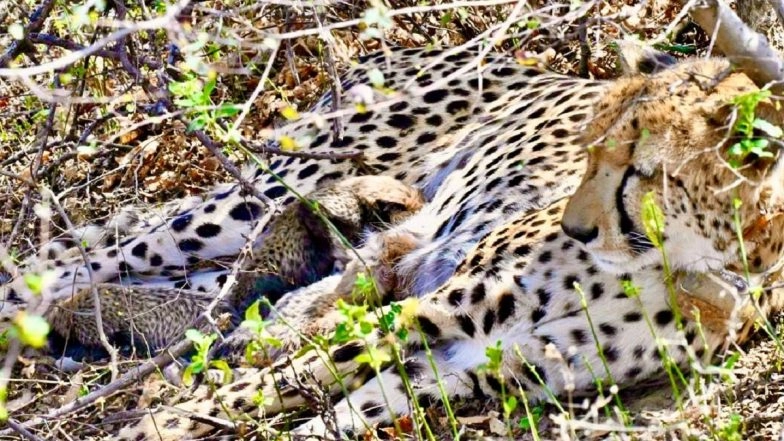 MP: Four Cheetah Cubs Born in Wild at Kuno National Park