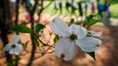 The Masters is a Chance to Stop and Smell the Thousands of Flowers