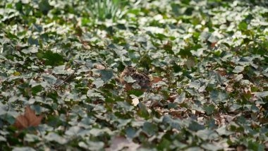 Woodcocks Draw a Crowd in New York City's Bryant Park