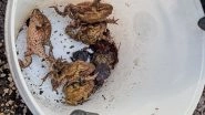 Toads and Frogs Survive a Tricky Road Journey with Polish Volunteers' Help