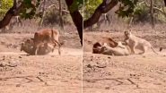 Lion Hunting Viral Video: Lioness Stalks and Hunts Cow As Tourists Watch in Gujarat&rsquo;s Gir Forest