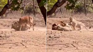 social-viral-Lion Hunting Viral Video: Lioness Stalks and Hunts Cow As Tourists Watch in Gujarat’s Gir Forest