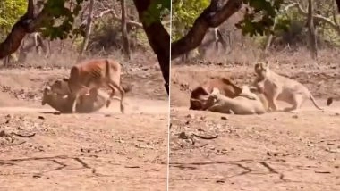 Lion Hunting Viral Video: Lioness Stalks and Hunts Cow As Tourists Watch in Gujarat&rsquo;s Gir Forest