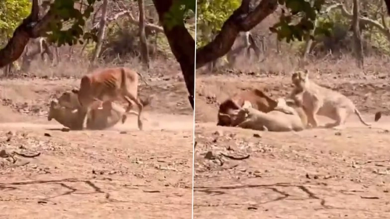 Lion Hunting Viral Video: Lioness Stalks and Hunts Cow As Tourists Watch in Gujarat&rsquo;s Gir Forest
