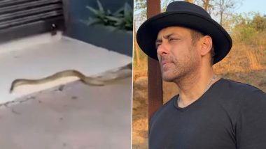 Video: Snake Found at Salman Khan&rsquo;s Galaxy Apartment in Mumbai! Know All About the &lsquo;Dhamin&rsquo; Reptile