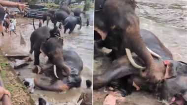 Karnataka Horror: Woman Tourist Trampled to Death Under 2 Fighting Elephants at Dubare Wildlife Camp (Watch Video)