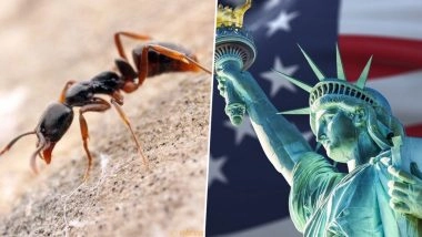 Invasive &lsquo;Deadly&rsquo; Chinese Ant Reaches 22 US States: The Elusive Asian Needle Ant&rsquo;s High-Stakes Expansion Across America