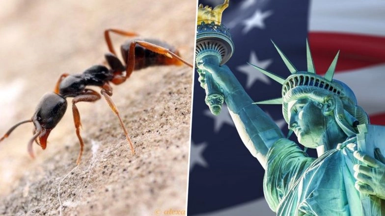 Invasive &lsquo;Deadly&rsquo; Chinese Ant Reaches 22 US States: The Elusive Asian Needle Ant&rsquo;s High-Stakes Expansion Across America