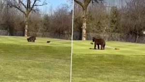 social-viral-‘When Bears Come To Play’: Omar Abdullah Shares Video of Animals ‘Stealing’ Flag at Srinagar Golf Course
