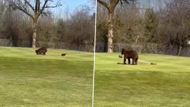 &lsquo;When Bears Come To Play&rsquo;: Omar Abdullah Shares Video of Animals &lsquo;Stealing&rsquo; Flag at Srinagar Golf Course