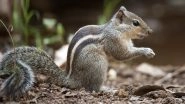 Squirrel Terror at Mohanlal Sukhadia University: &lsquo;Sneaky&rsquo; Attacker Bites 18, Students Too Scared To Walk on Campus in Udaipur (Watch Video)