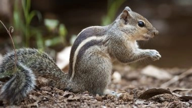 Squirrel Terror at Mohanlal Sukhadia University: &lsquo;Sneaky&rsquo; Attacker Bites 18, Students Too Scared To Walk on Campus in Udaipur (Watch Video)