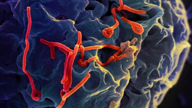 Ebola Cases in India: Uganda National in Bengaluru Tests Negative After Screening