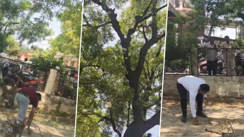 Bulandshahr Viral Video: Monkey Steals Lawyer&rsquo;s Bag Carrying INR 2 Lakh, Rains INR 500 Notes From Tree Outside Court
