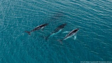Humpback Whales Make Record Australia-Brazil Lifetime Swims