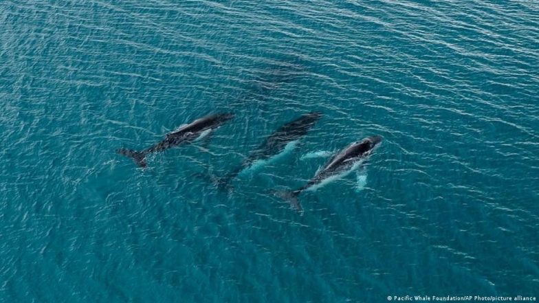 Humpback Whales Make Record Australia-Brazil Lifetime Swims