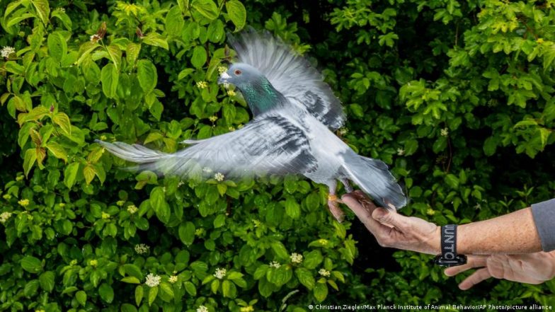 Pigeons Navigate Using Magnetic Sensors in Livers — Study