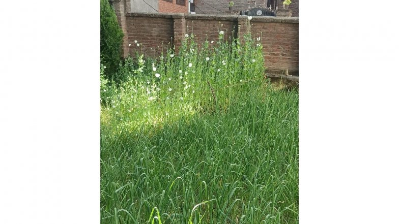 India News | JK: Anantnag Police Destroy Illegal Opium Cultivation in Sarnal Bala